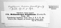 Trimmatostroma betulinum image